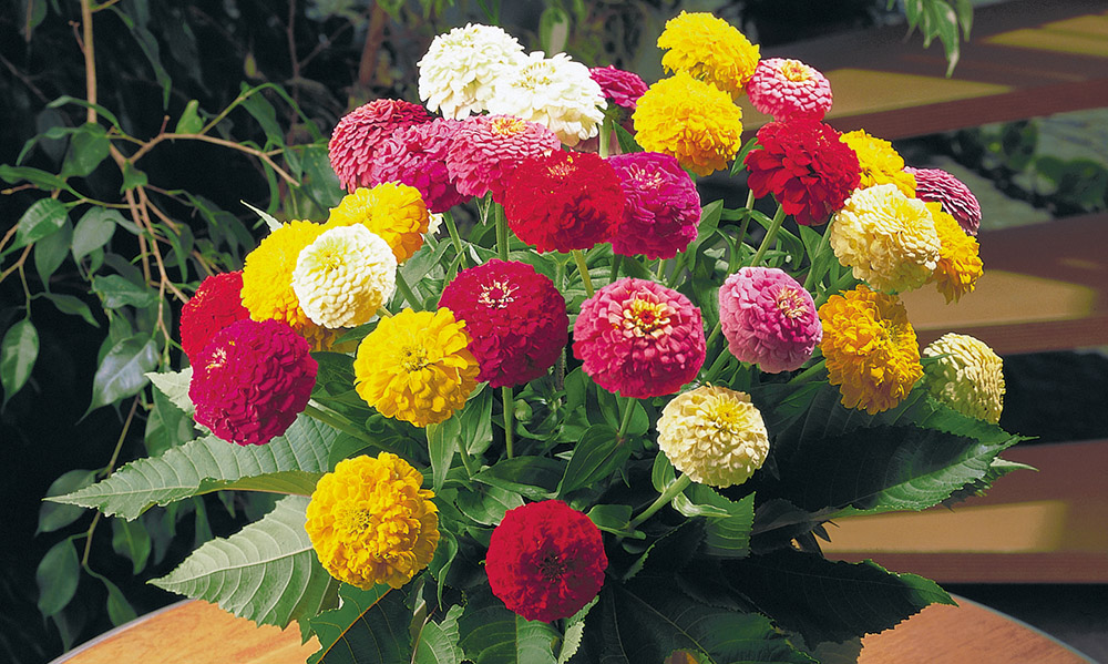 Zinnia elegans Oklahoma | Benary